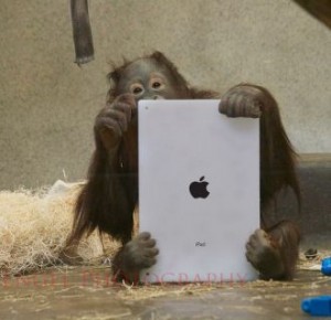 iPad usado en orangutanes