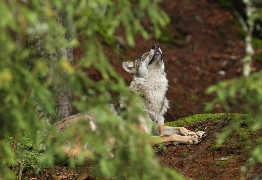 How to know the Behavior of the Spanish wolf