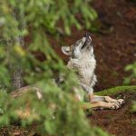 How to know the Behavior of the Spanish wolf